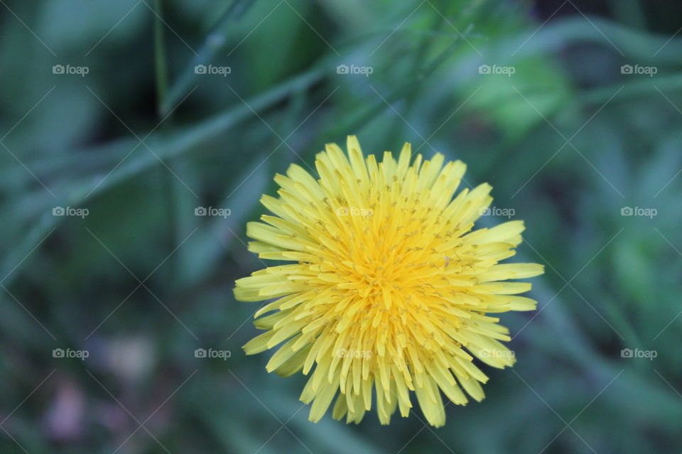 Dandelion