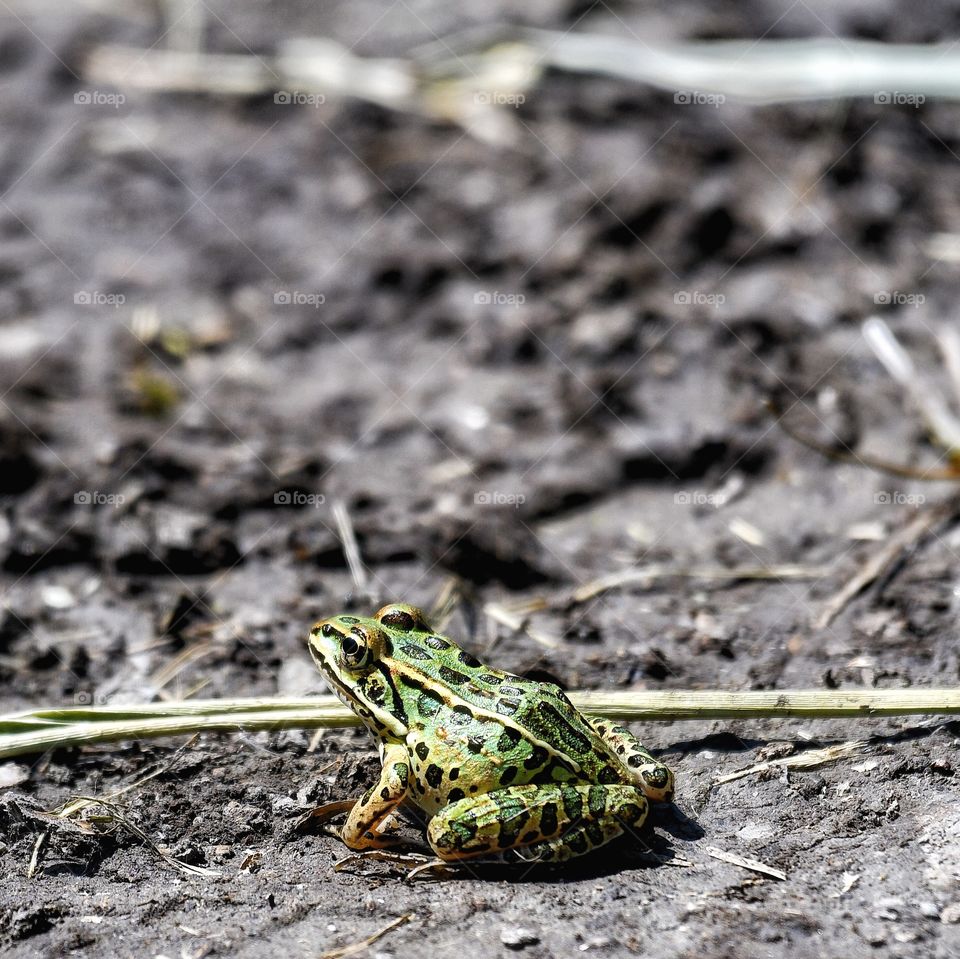 A frog preparing to leap