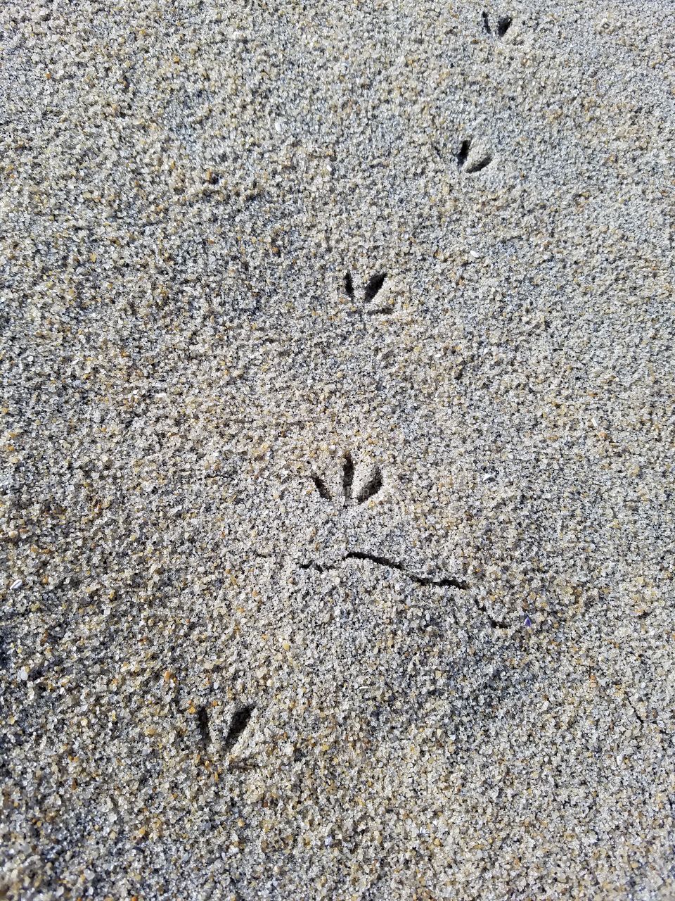 bird footprints on sand,  beach, bird, feet, walk