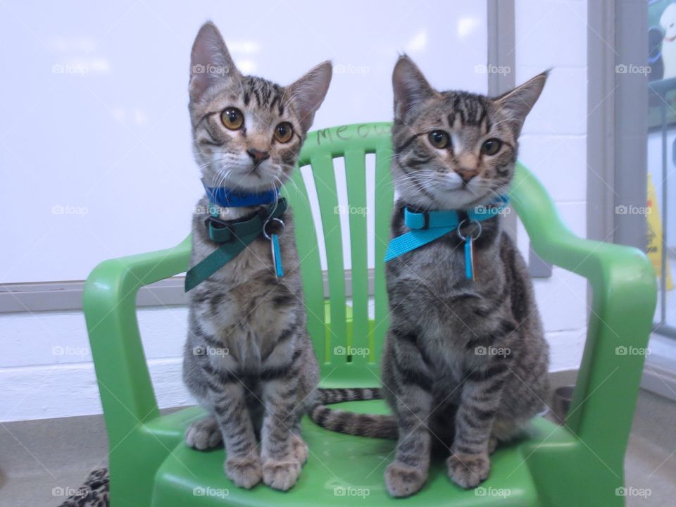 Two brown tabby kittens