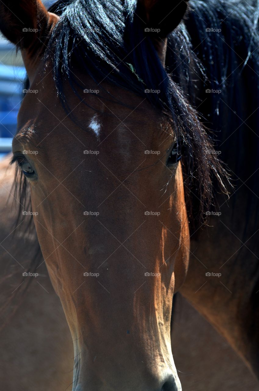 Bronc mare, she is much tougher than she looks