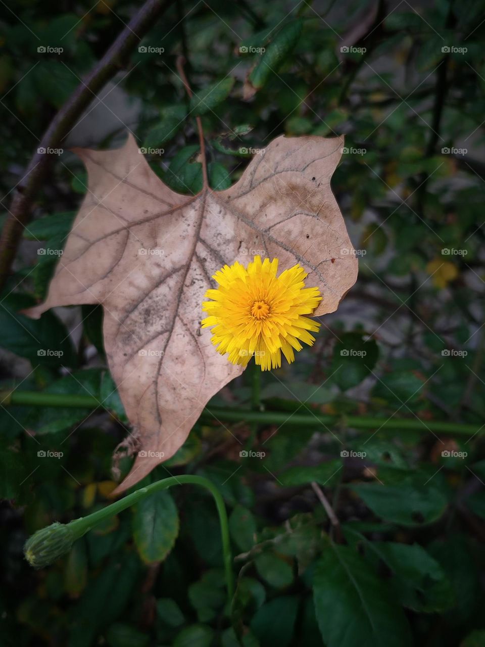 Yellow dandelion