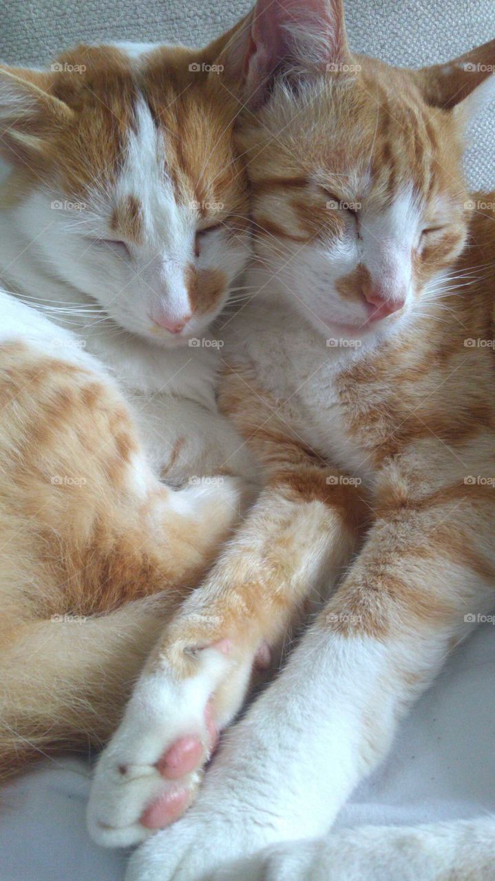 gatos irmãos