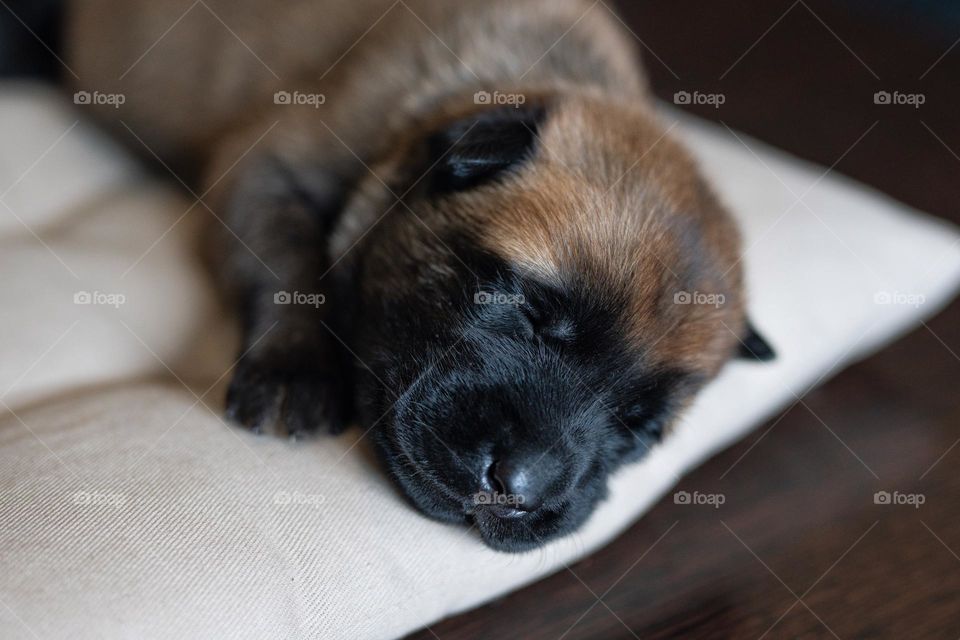 Cute malinois puppy sleeping on the beige pillow. A little dog having a nap
