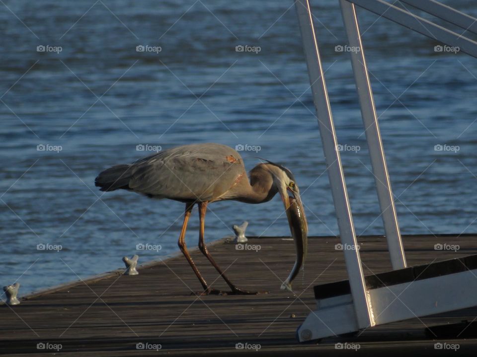 Blue Egret Eating a Striped Bass