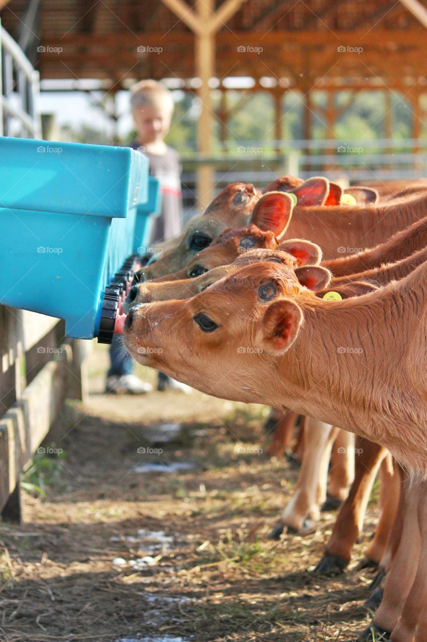 calves feeding