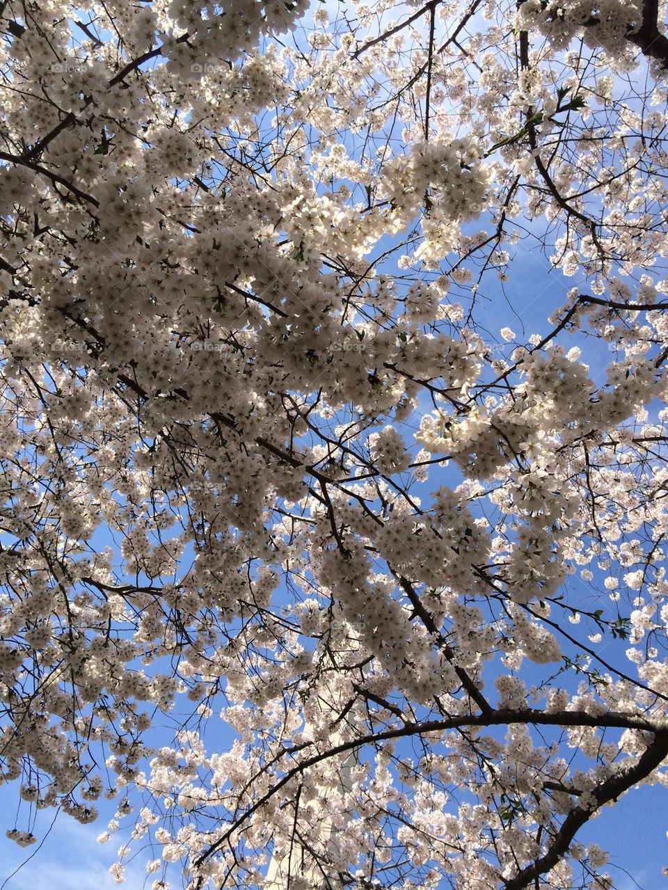 Cherry blossom in Washington D.C.