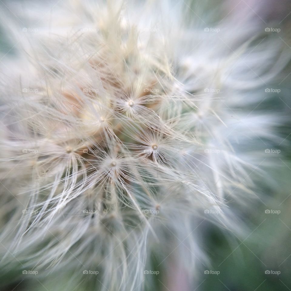 Dandelion, Downy, Seed, Nature, Weed