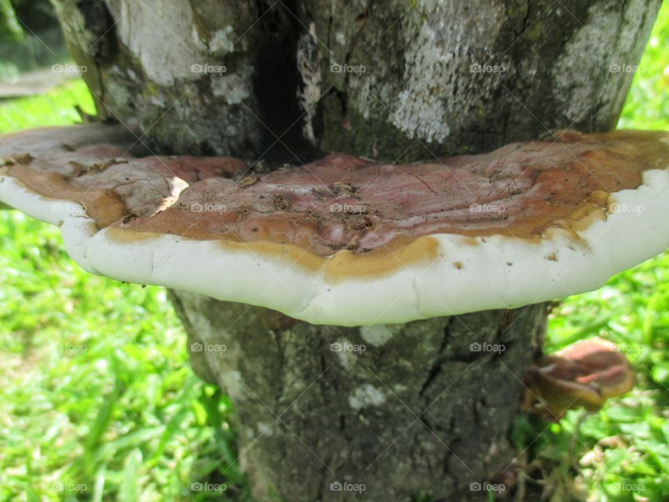 Shelf mushroom