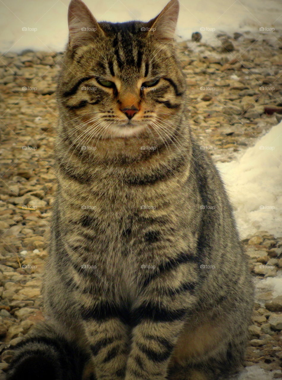 This is a tiger striped mama cat sitting in a gravel driveway with snow on the ground.