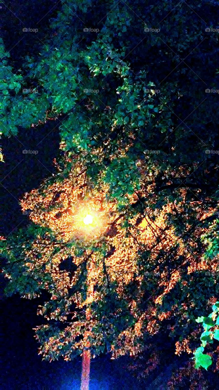 leaves. night. spring