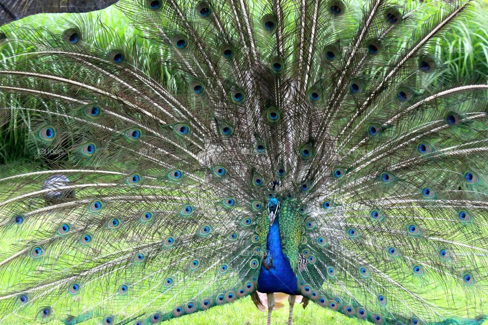 Peacock