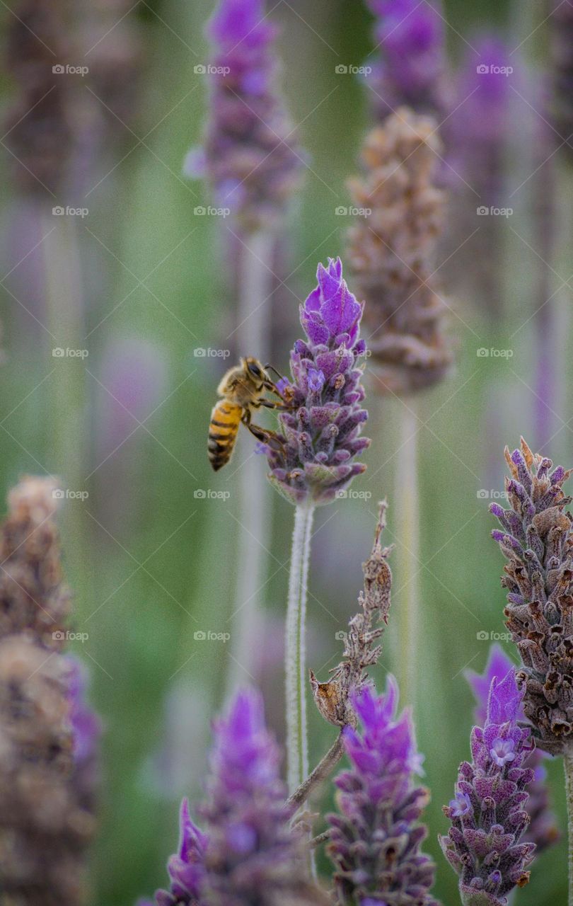 Bee and flowers