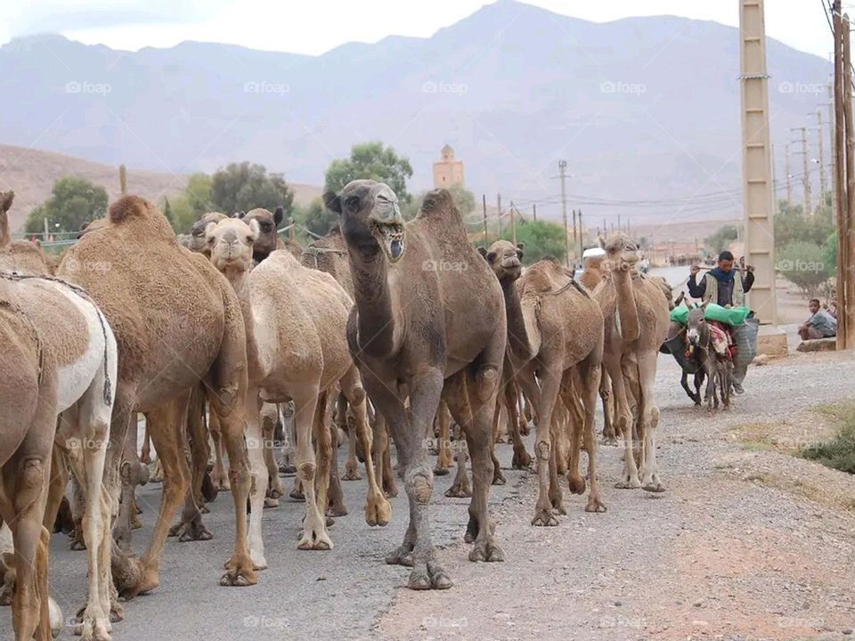 camel in morocco