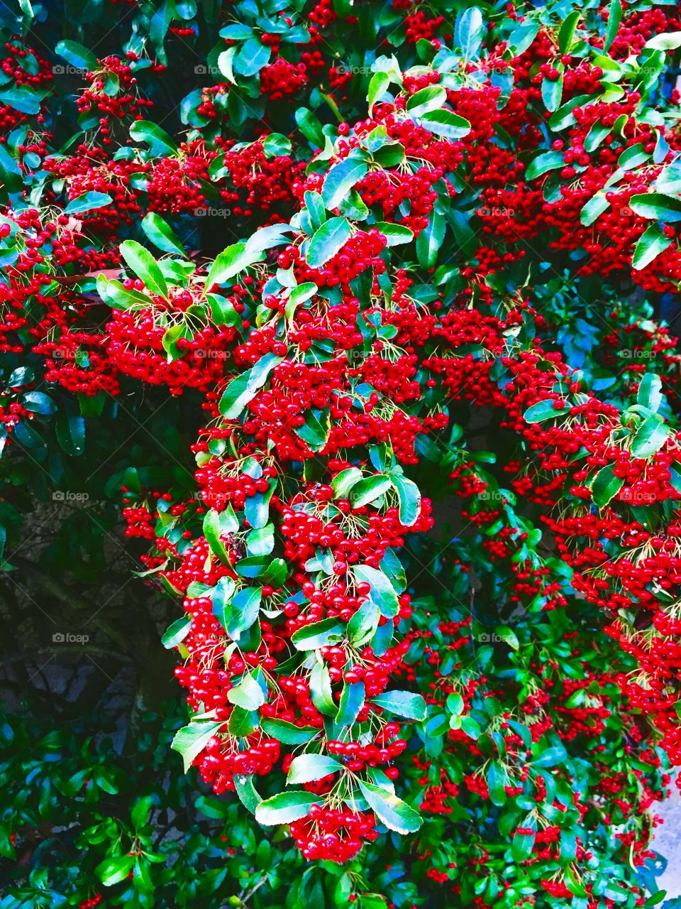 Red berrys in branch