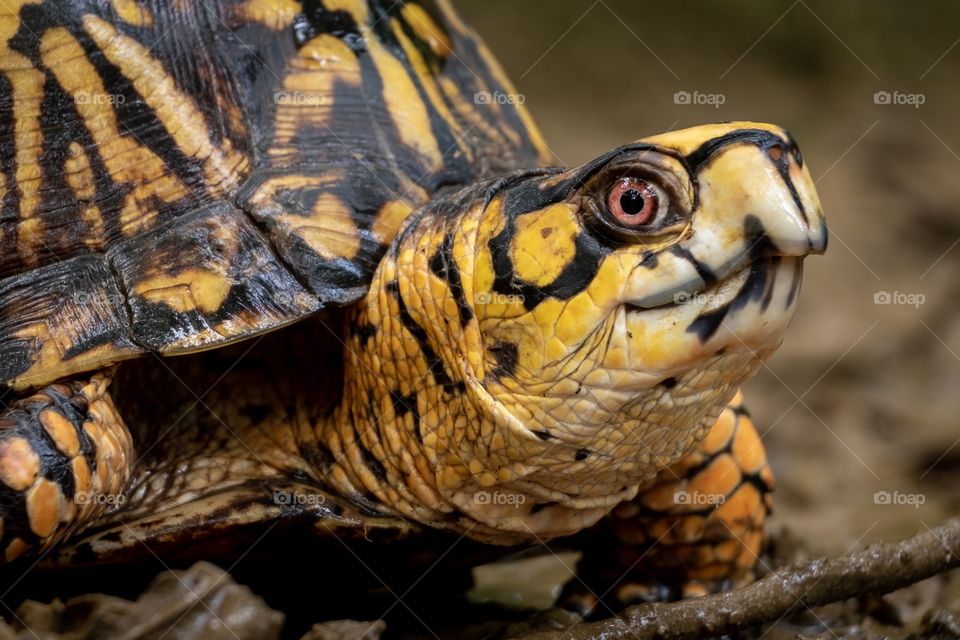Foap, World in Macro: Head shot of an Eastern Box Turtle, a vulnerable species in the decline largely due to human encroachment on their habitat.