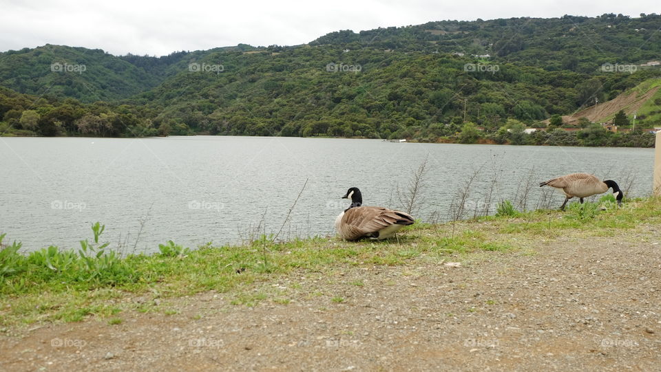 Ducks near a lake