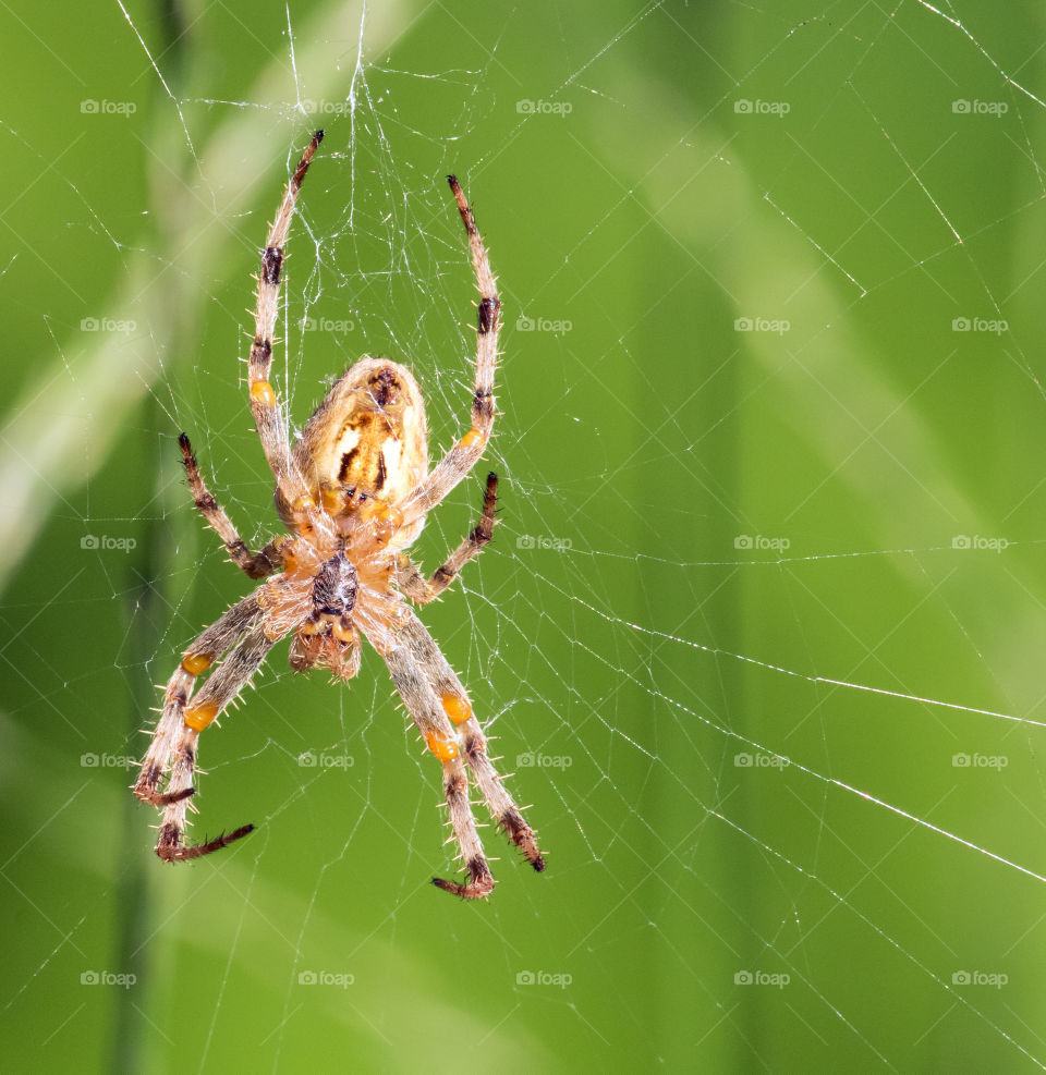 Close-up of spider with web