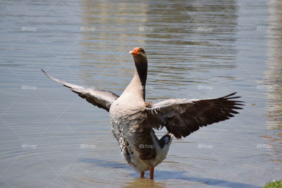 King of the Geese