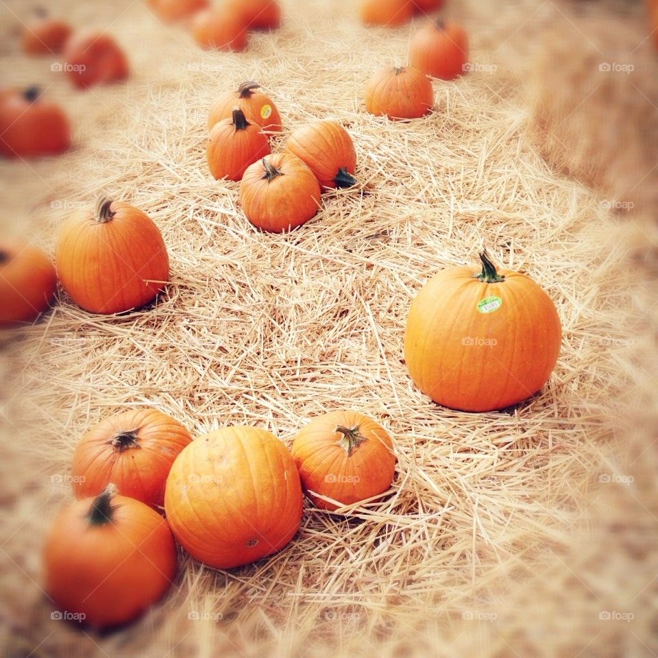 Pumpkin patch