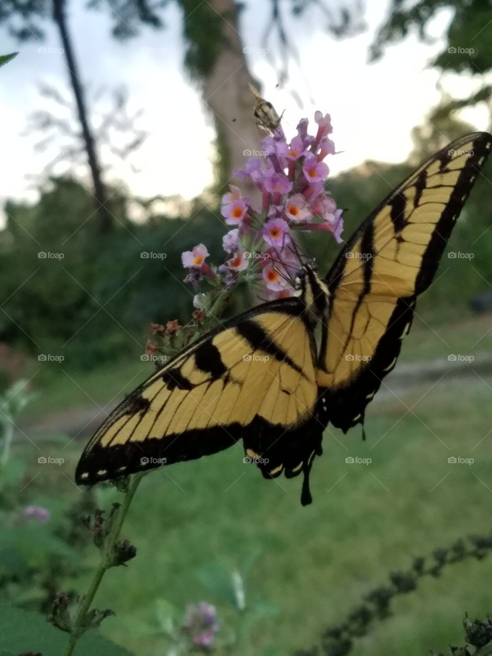 Flowers and Butterfly