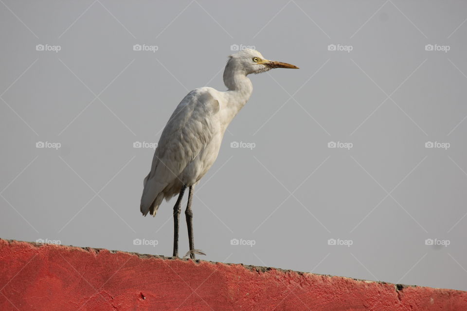 Crane Bird! Wildlife Photography