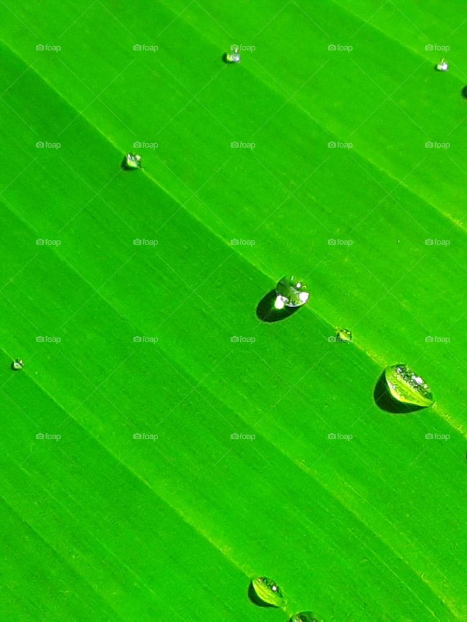 raindrops on a banana leaf like a lens reflect the freshness of a new day