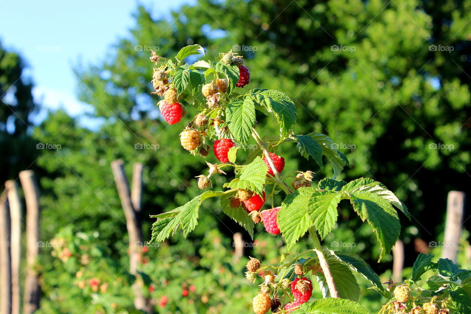 raspberrys . red fruits 