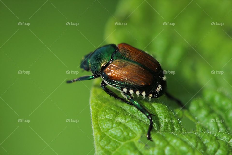 Lone beetle 