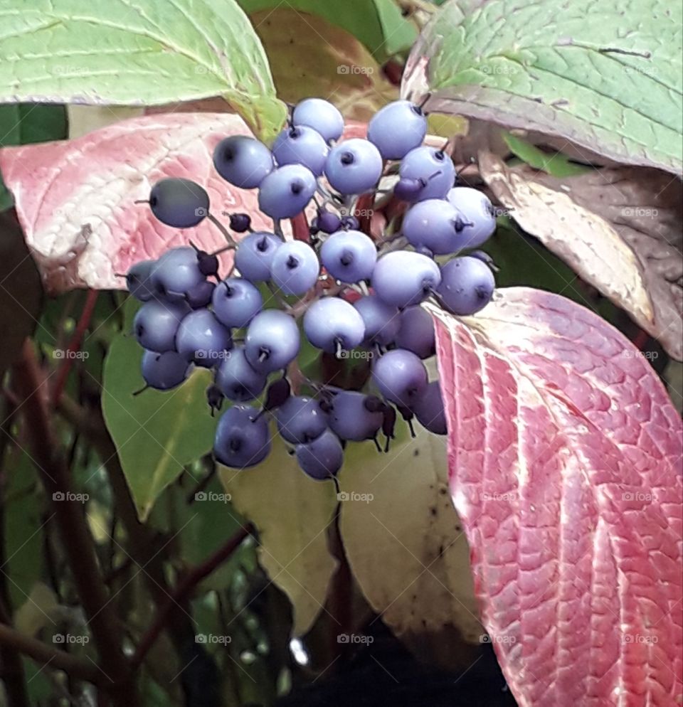 darkk blue fruits of dogwood