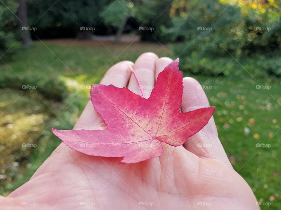 leaf.