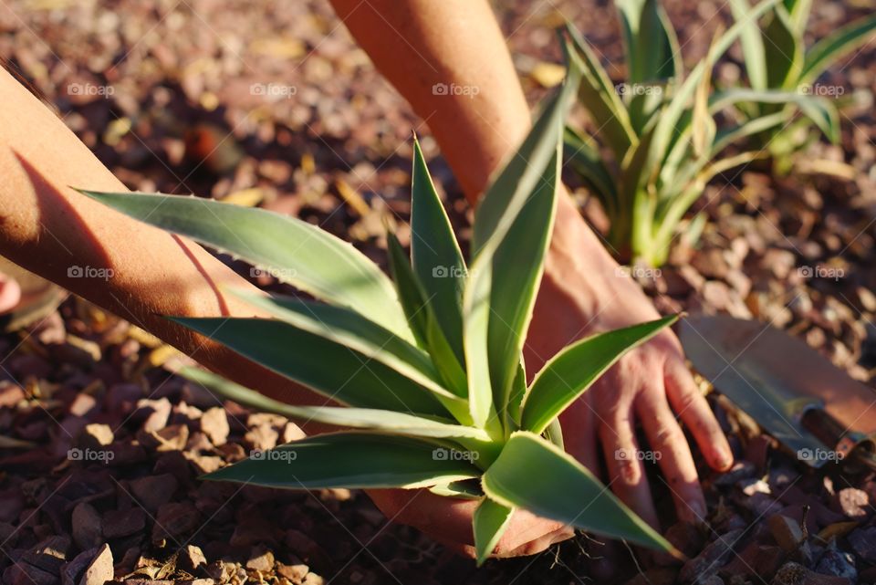 Planting Agave in the yard.