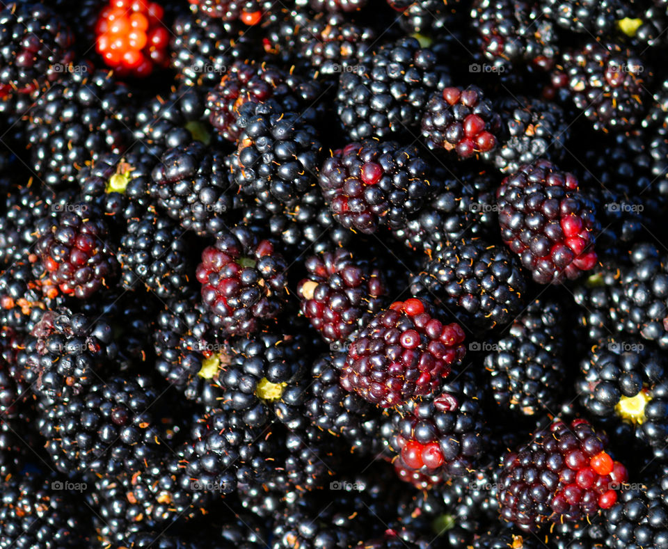 Full frame of blackberries