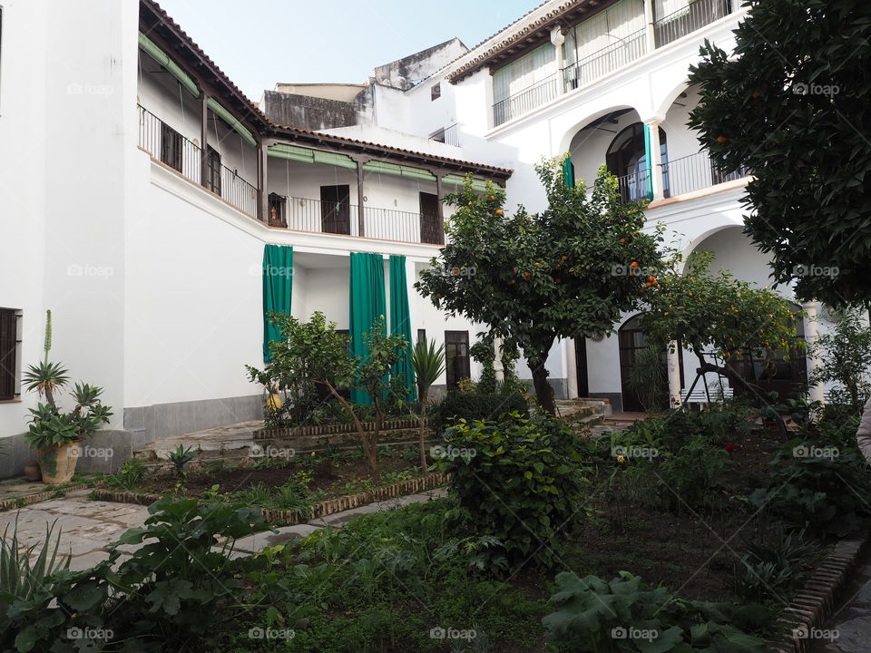 Cortyard. Trees. Oranges.