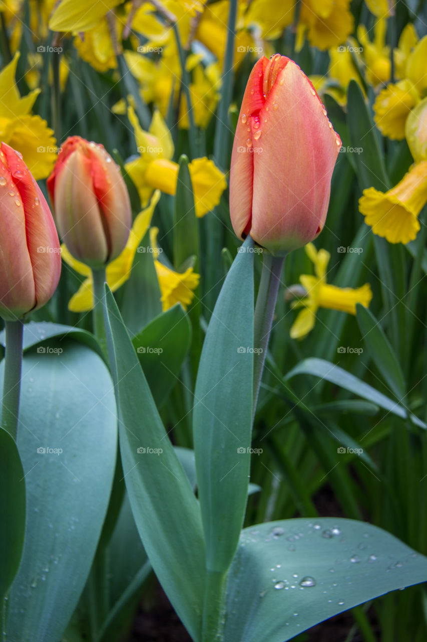 Spring flowers 