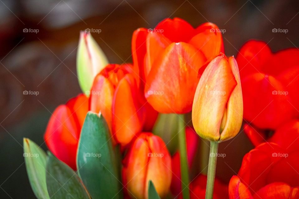 Tulips