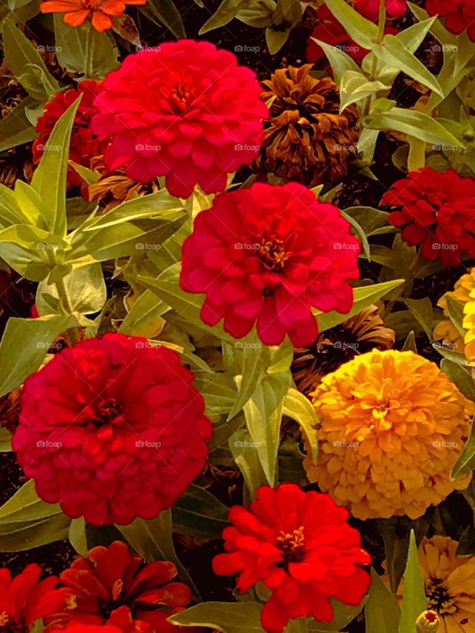 A group of beautiful flowers at church on a summer evening.