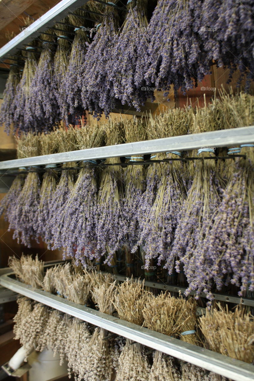 Drying lavender