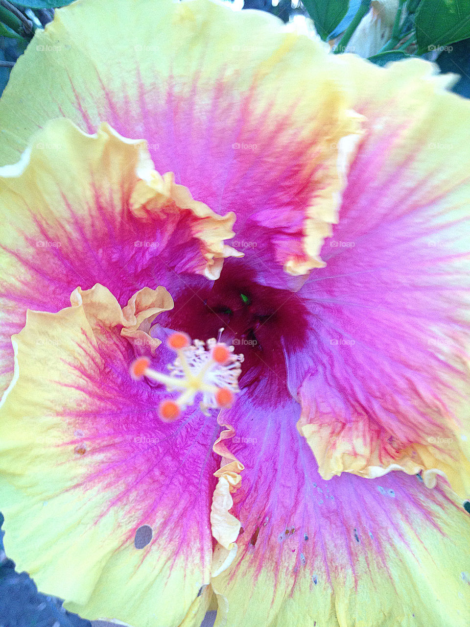 close hibiscus up colombia by lilirohe