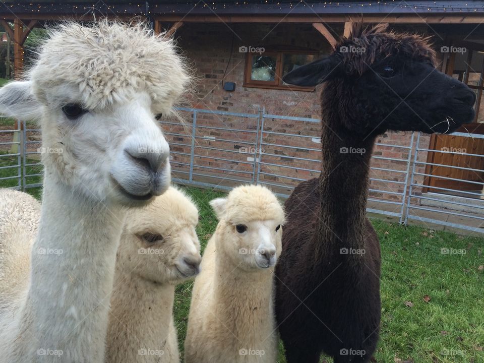 Alpaca and friends
