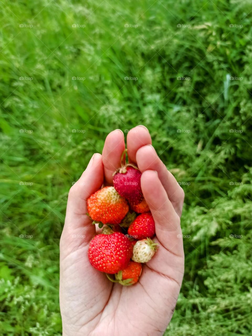 Vacation series : Countryside
berries, strawberries, wild strawberries