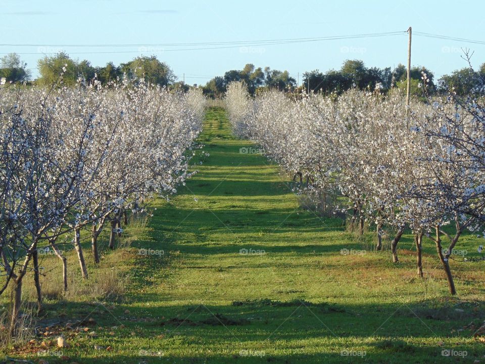 Almond trees blooming