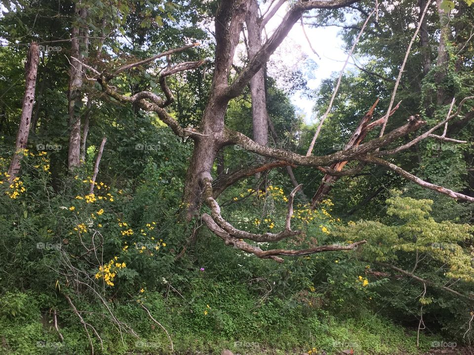 Interesting tree and flowers on the riverbank