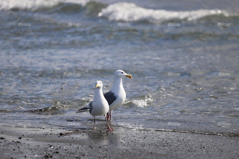 Seagulls