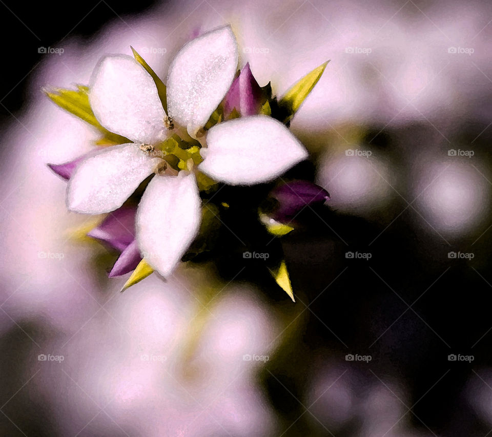 spring flower purple leaves by idon
