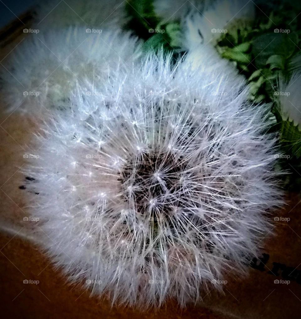 Ethereal dandelions