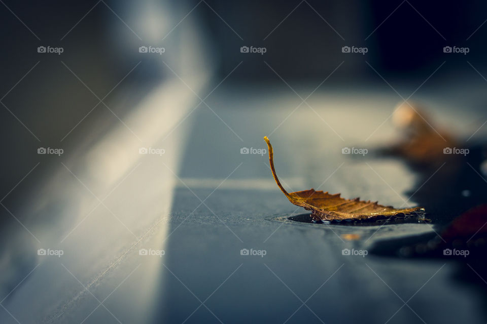 A portrait of a yellow color fallen leaf in a puddle on a windowsill of a house during fall.