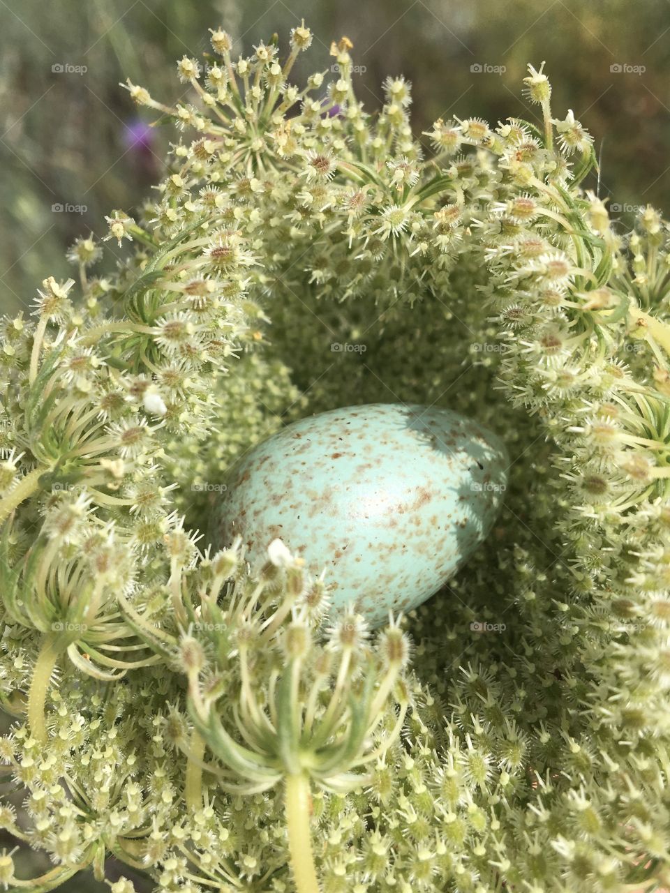 Springtime for birds and flower 