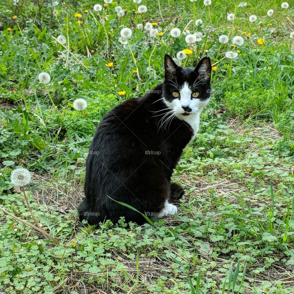 Cat sitting outside in a dandelion meadow