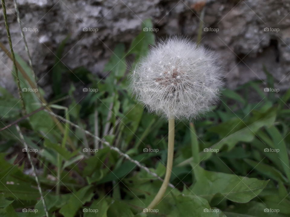 A beautiful white flower that I've found in my garden... How do you like it?💖